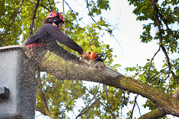 Tree and Shrub Care in North Warren, PA