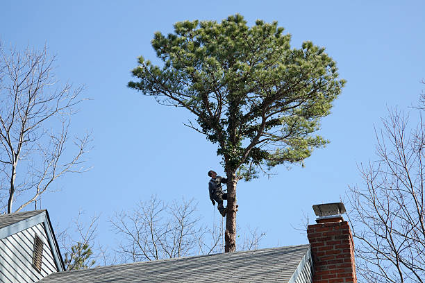 Trusted North Warren, PA Tree Services Experts